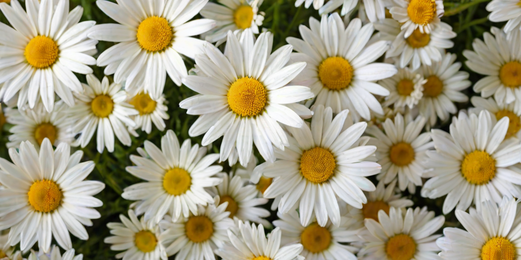 wallpaper daisy flower