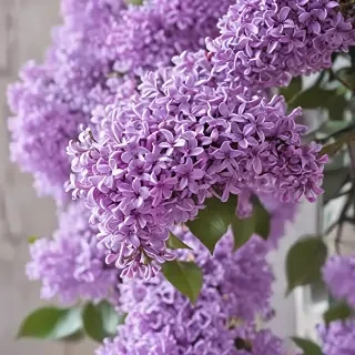 lilac iphone wallpaper
