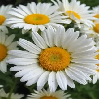 daisy wallpaper for desktop