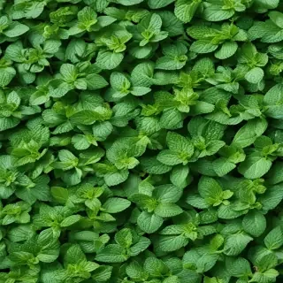 mint background