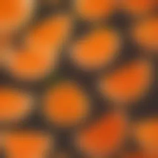 aesthetic wallpaper orange
