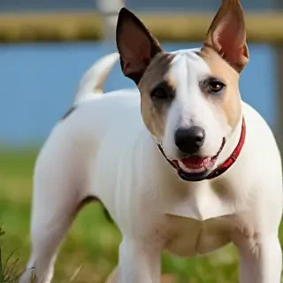 bull terrier dog breed