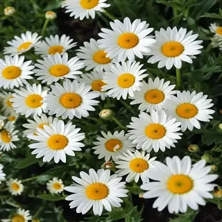 daisy flower wallpaper