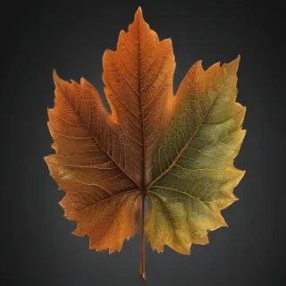 leaf transparent background