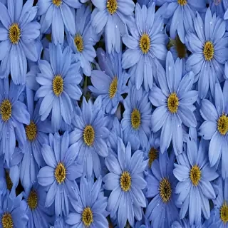 blue flowers background
