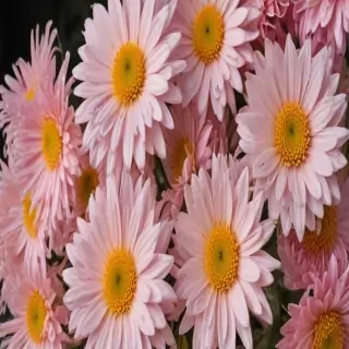 chrysanthemum png