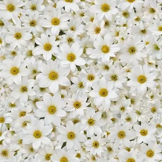 background white flower