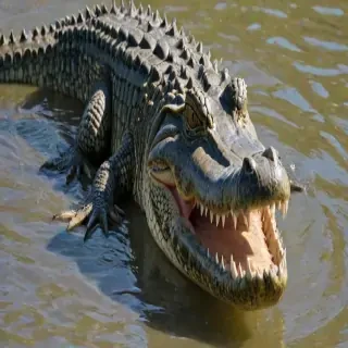 saltwater crocodile