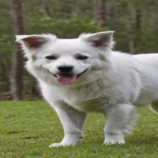 australian mist breed