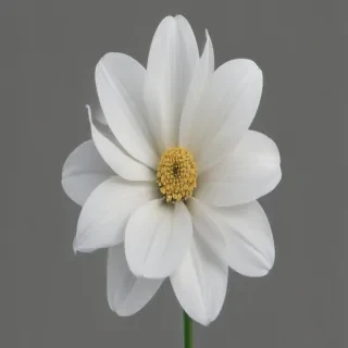 white flower png