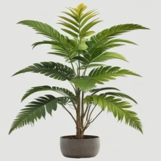 plant png clipart