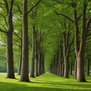 background trees