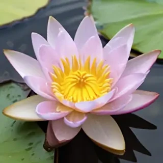 water lily png