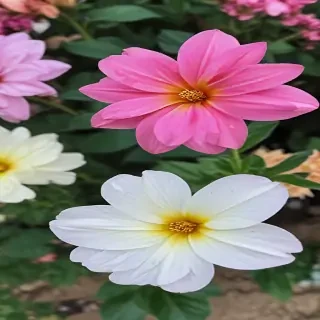 pretty flowers