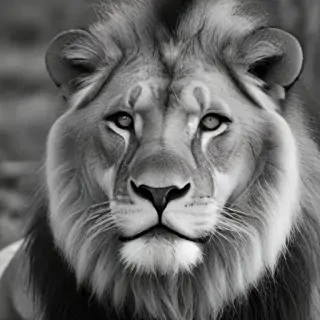 lion black and white pictures