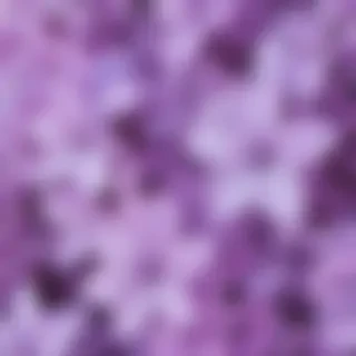 aesthetic lilac wallpaper