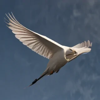swoosh