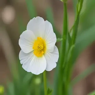 buttercup flower