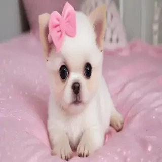 cute and pink
