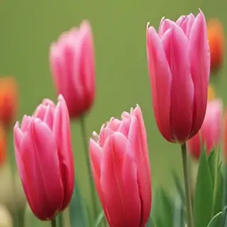 tulip iphone wallpaper