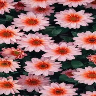 flower aesthetic wallpapers