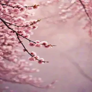 cherry blossom backround
