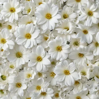 background white flower