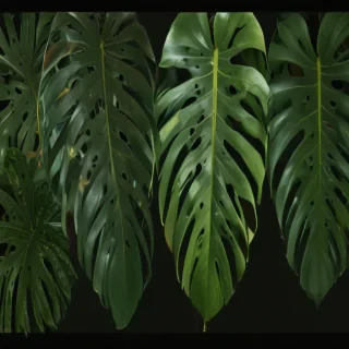 monstera png