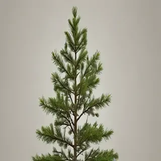 pine tree transparent