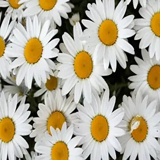 daisy desktop wallpaper