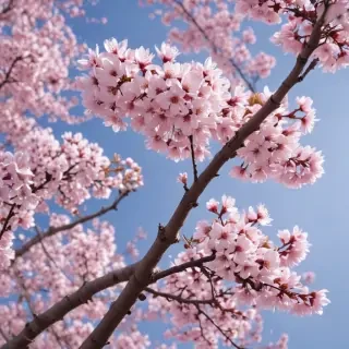 cherry blossom background wallpaper