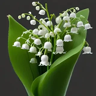 lily of the valley png