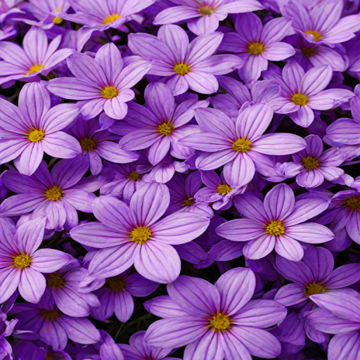 purple flowers background