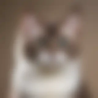 ukrainian levkoy cat breed