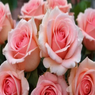 rose rose wallpaper