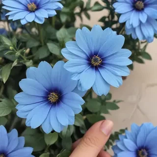 aesthetic blue flowers