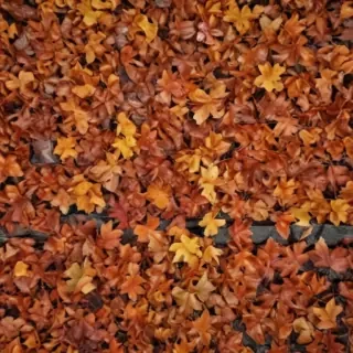 fall leaves aesthetic