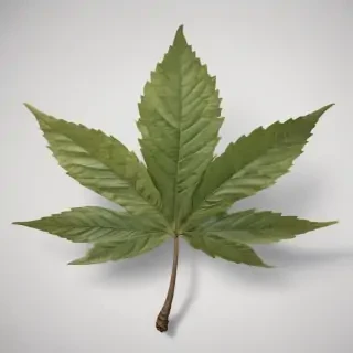 pot leaf png