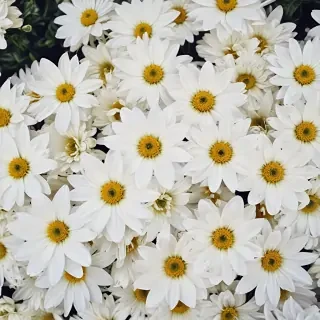 white flowers wallpaper iphone