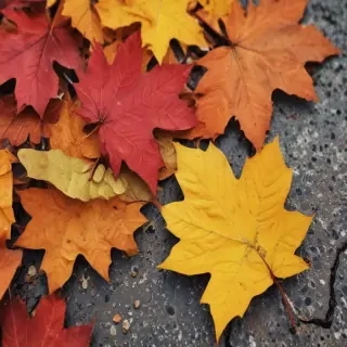 autumn leaves iphone wallpaper