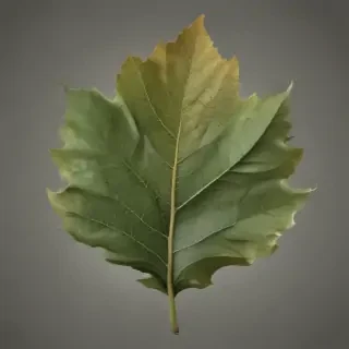 leaf png transparent