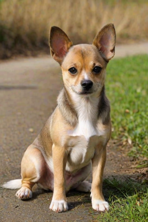jack chi dog breed
