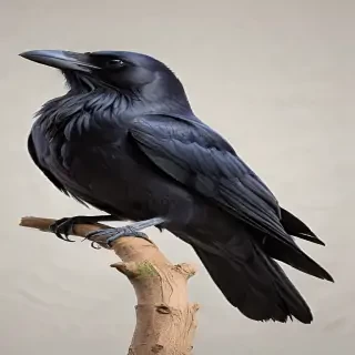 raven png