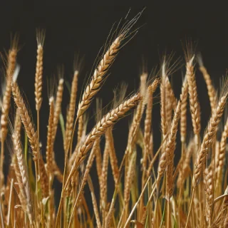 wheat png