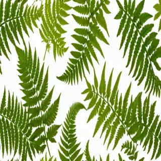 transparent fern png