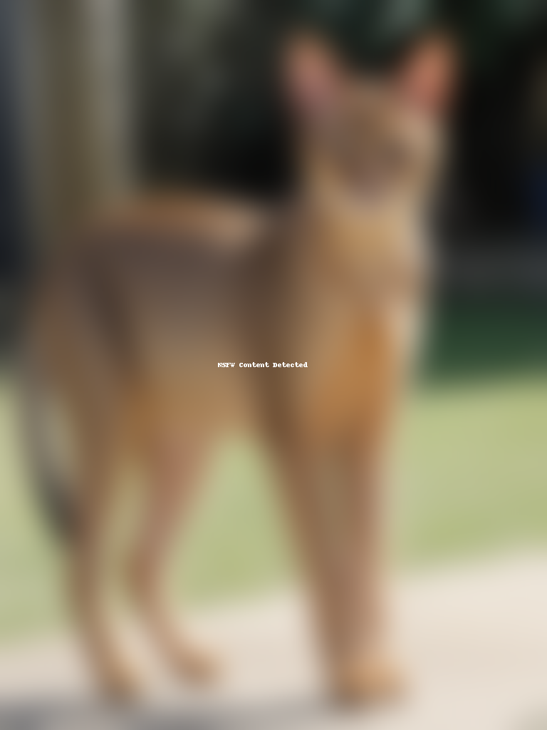 chausie cat breed