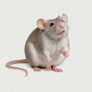 rats png