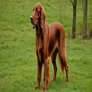 irish setter dog breed