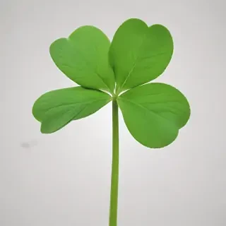 clover png