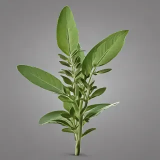 sage png